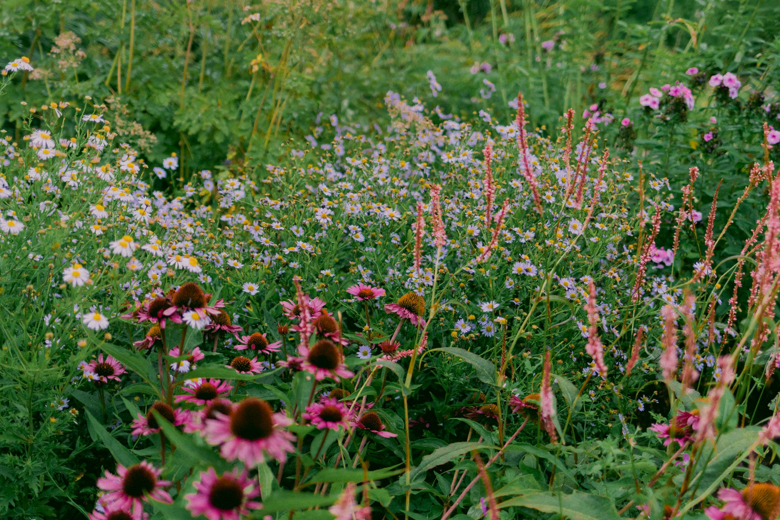 A lush garden filled with vibrant blooming wildflowers including chamomile and daisies.